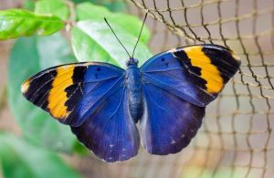 BUTTERFLY Center is a project supporting local communities