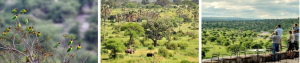 Untouched Tanzania Safari